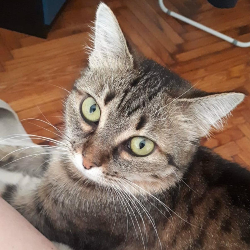 gatti adottati Le Sfigatte
