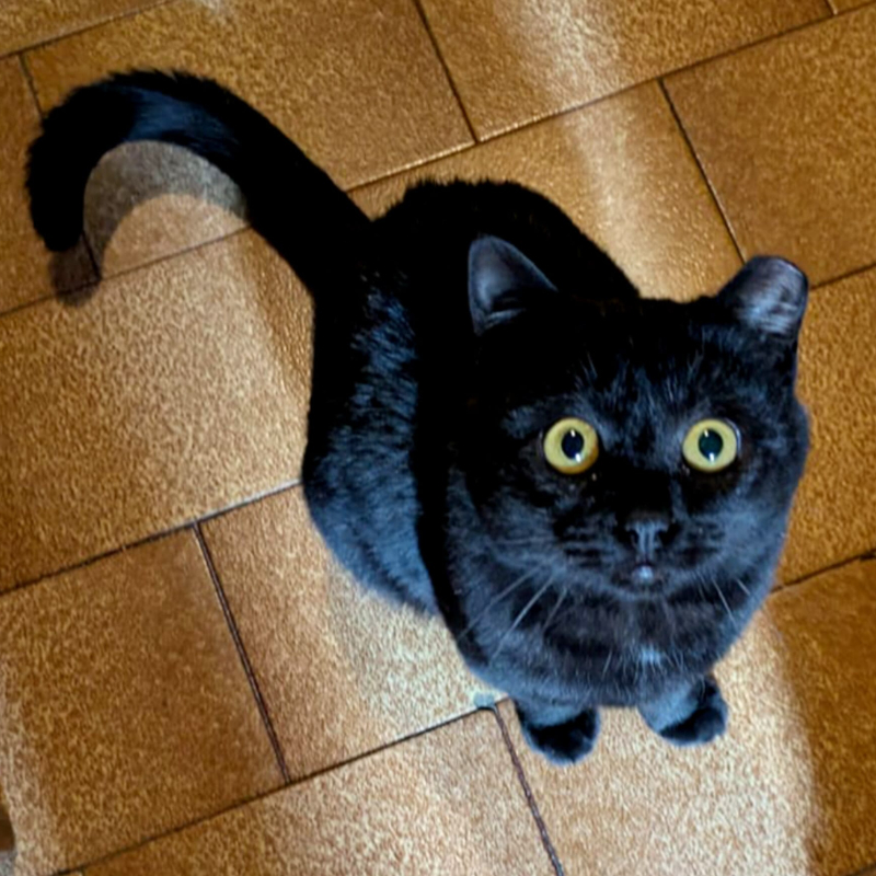 gatti adottati Le Sfigatte