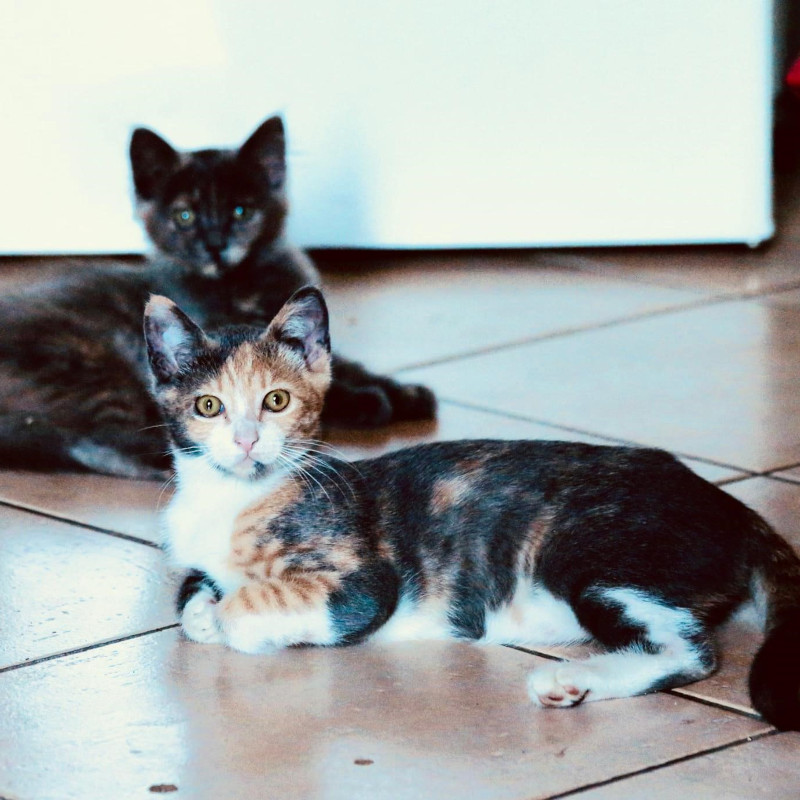 gatti adottati Le Sfigatte
