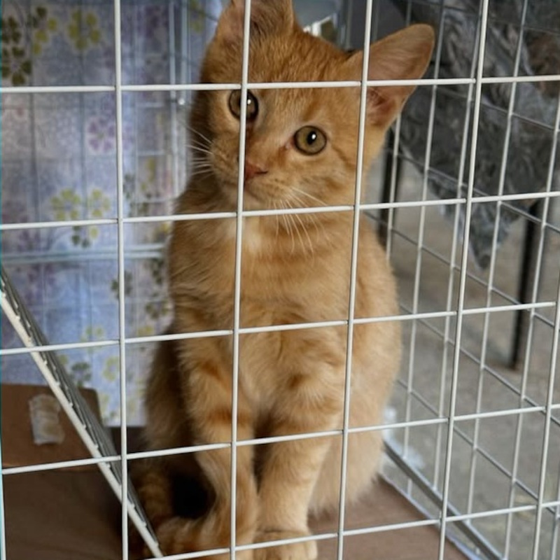 gatti adottati Le Sfigatte