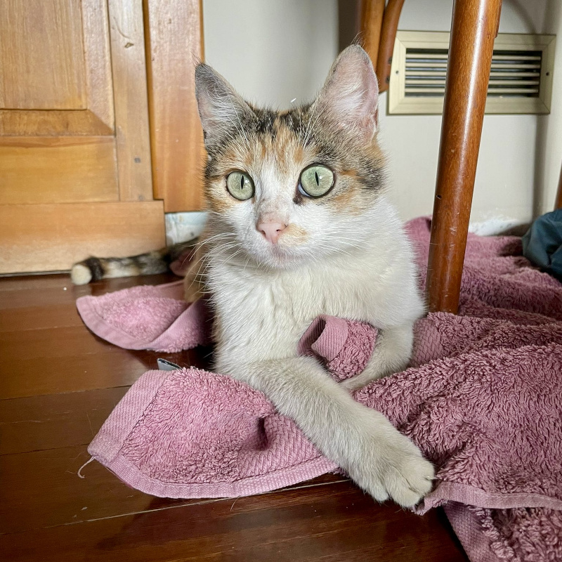 gatti adottati Le Sfigatte