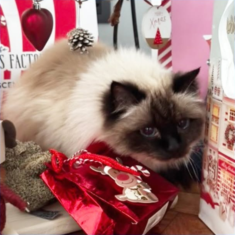 Felipe, in cerca di adozione | Associazione Le Sfigatte