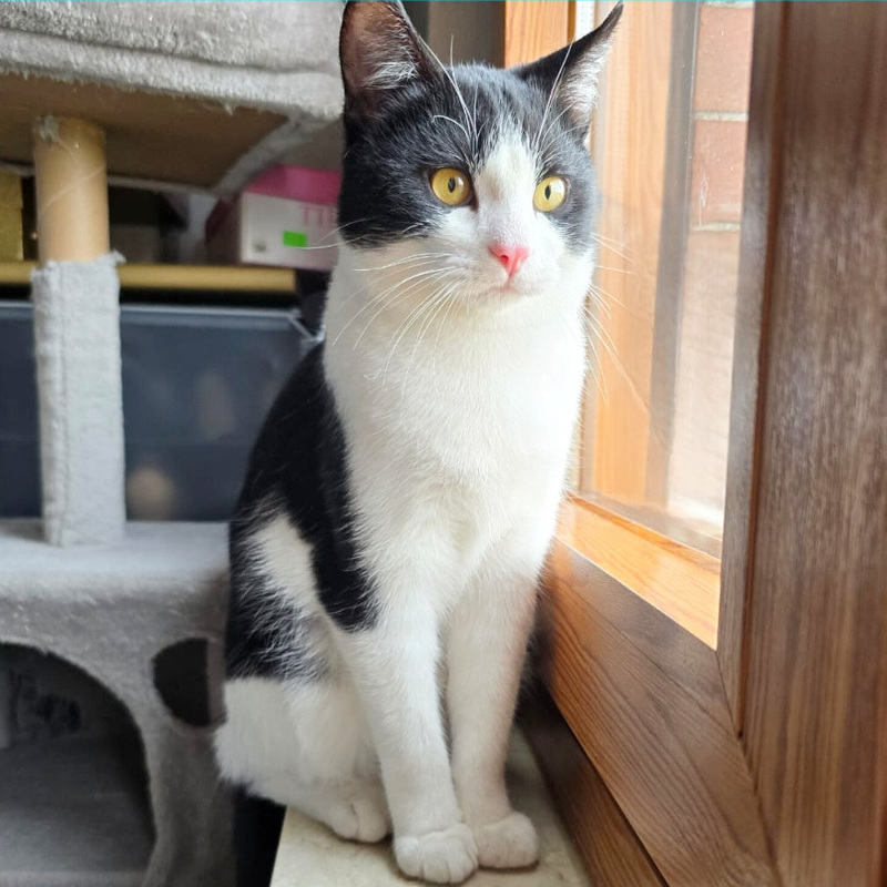 Felix, in cerca di adozione | Associazione Le Sfigatte