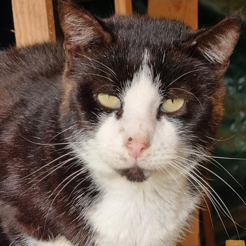 Adotta a distanza Felix | Associazione Le Sfigatte