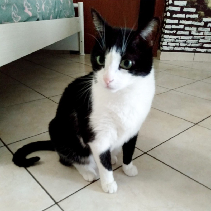 Felix, in cerca di adozione | Associazione Le Sfigatte