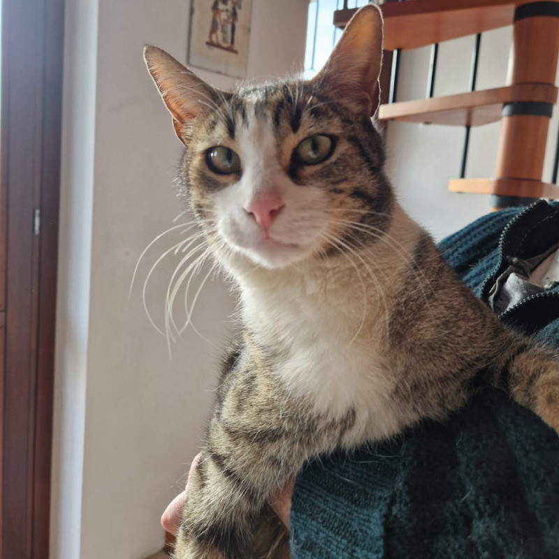 gatti adottati Le Sfigatte