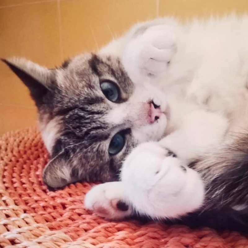 gatti adottati Le Sfigatte