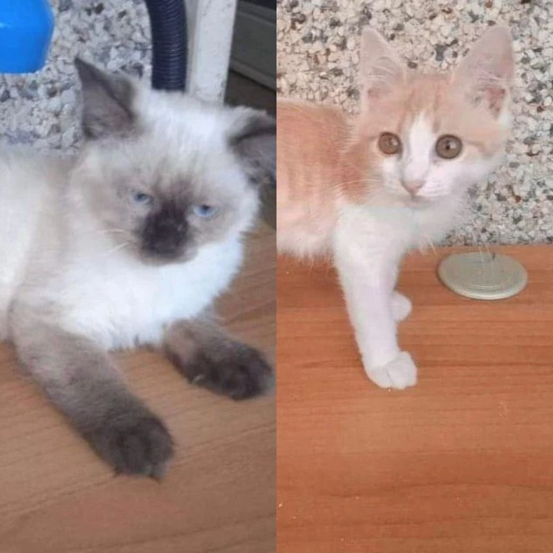 gatti adottati Le Sfigatte