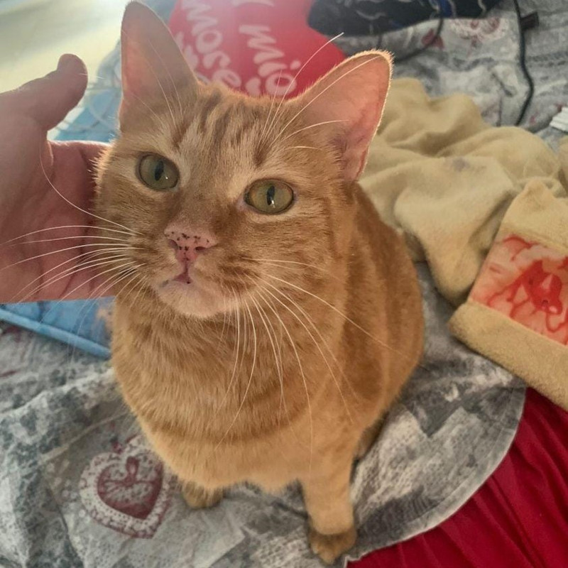 gatti adottati Le Sfigatte