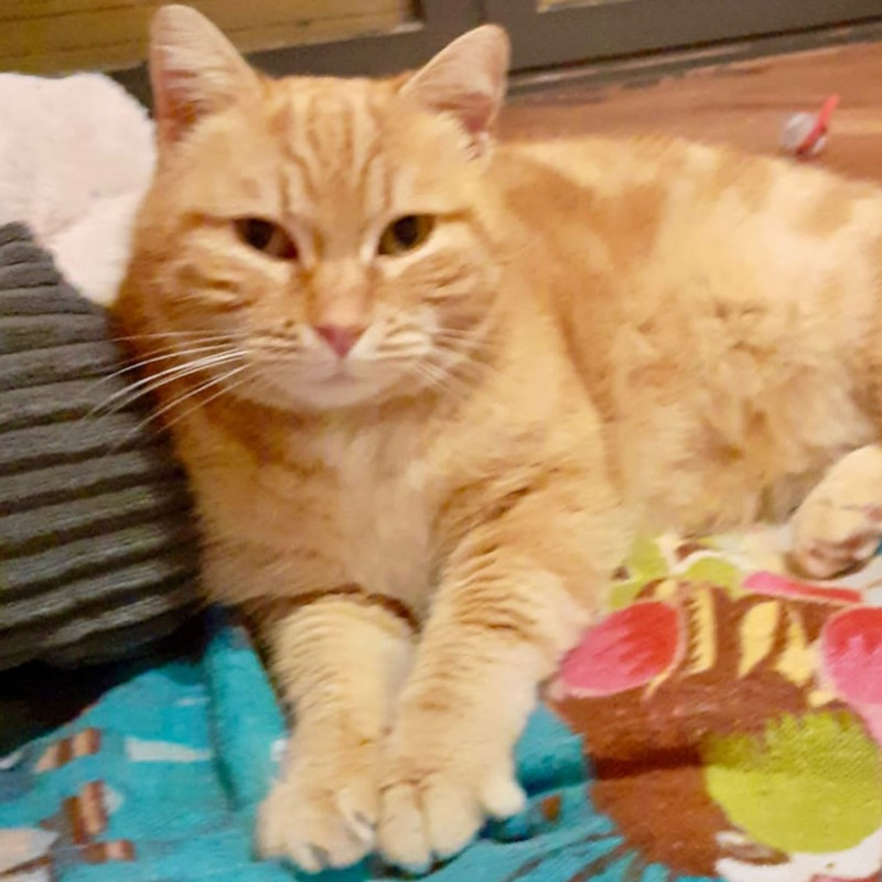 gatti adottati Le Sfigatte