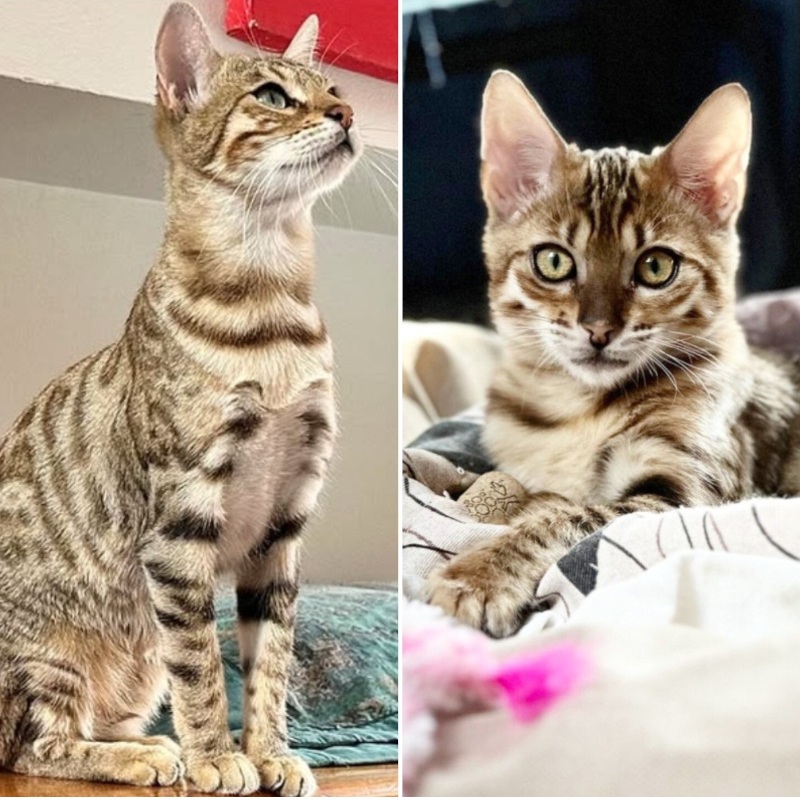 gatti adottati Le Sfigatte