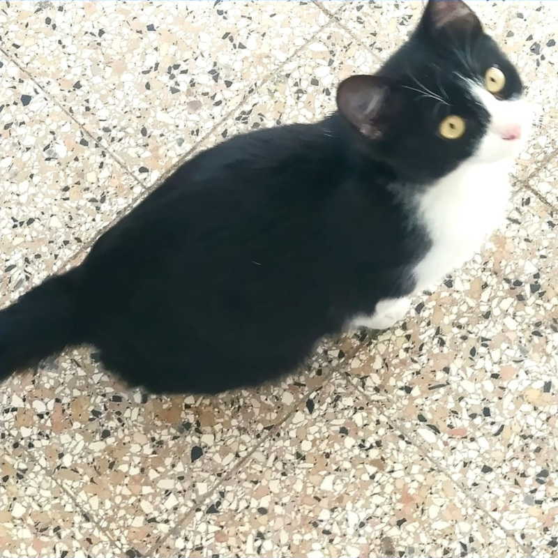 Figaro, in cerca di adozione tramite Associazione Le Sfigatte