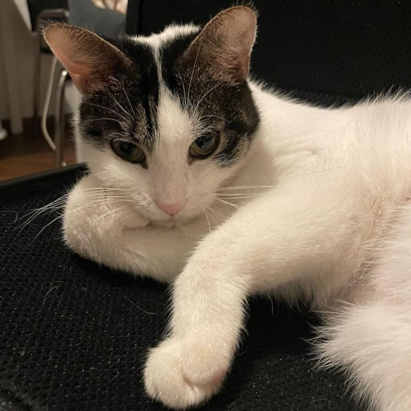 gatti adottati Le Sfigatte