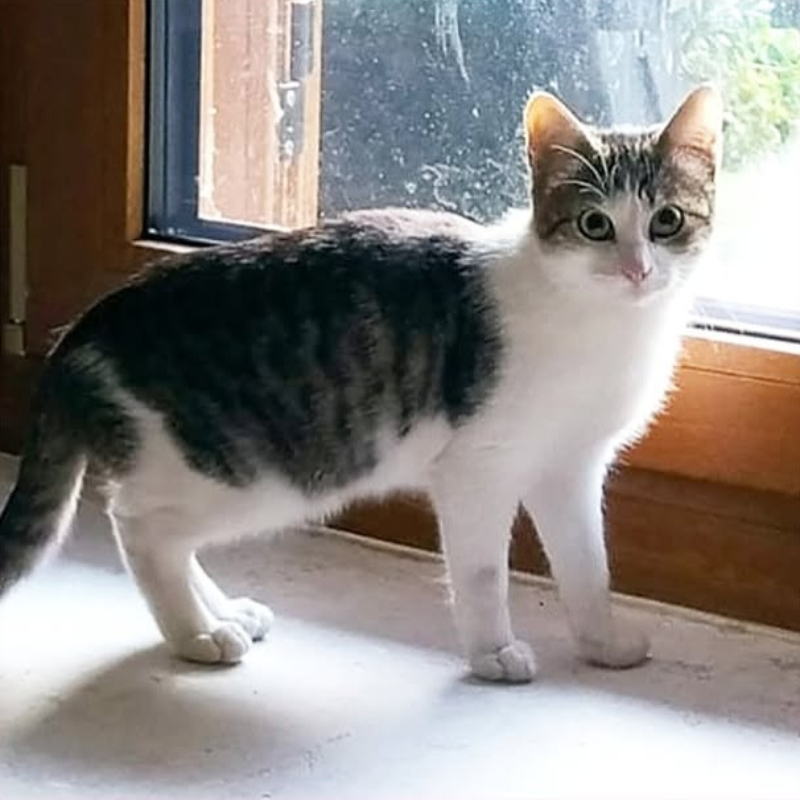 Fiona, in cerca di adozione tramite Associazione Le Sfigatte