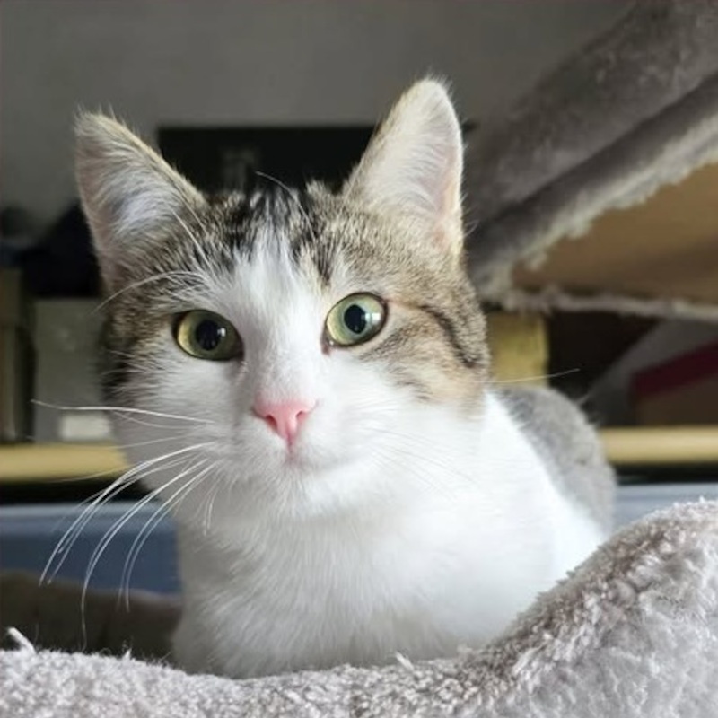 Fiona, in cerca di adozione | Associazione Le Sfigatte