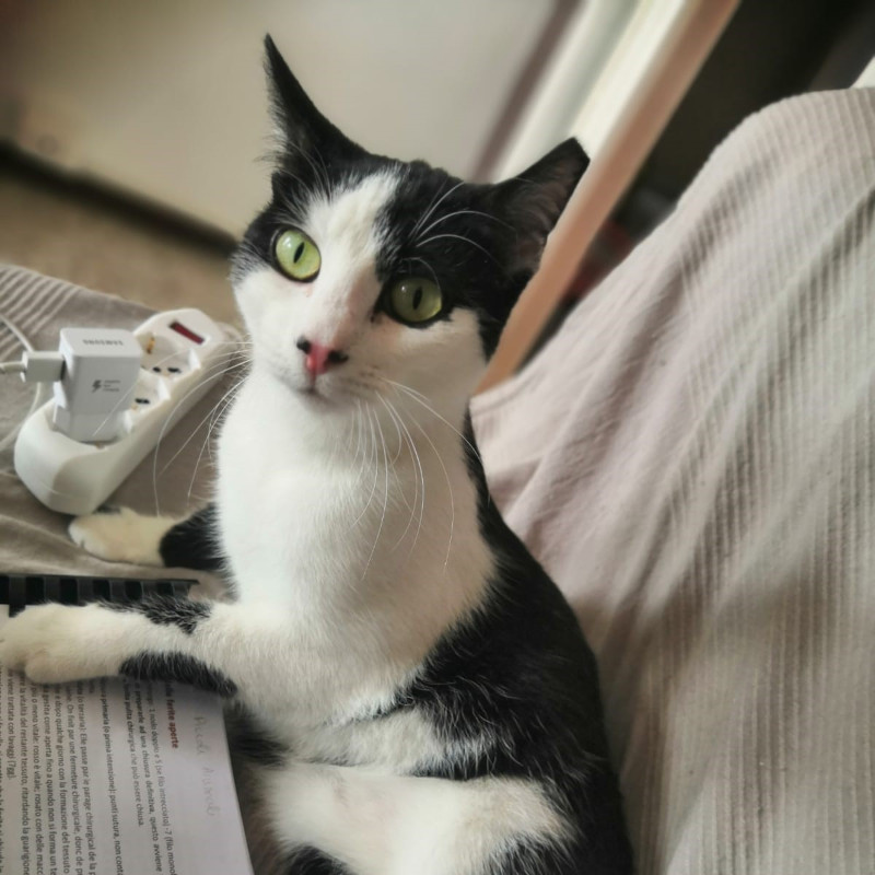 gatti adottati Le Sfigatte