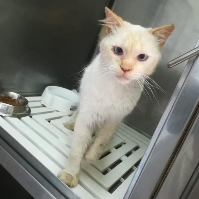 gatti adottati Le Sfigatte
