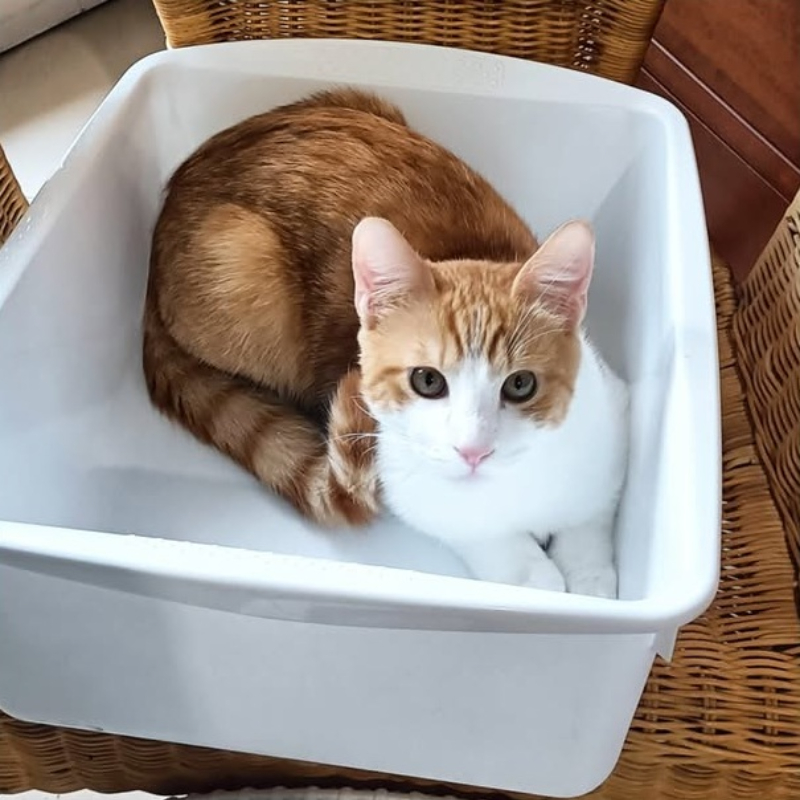 Flareon, in cerca di adozione | Associazione Le Sfigatte