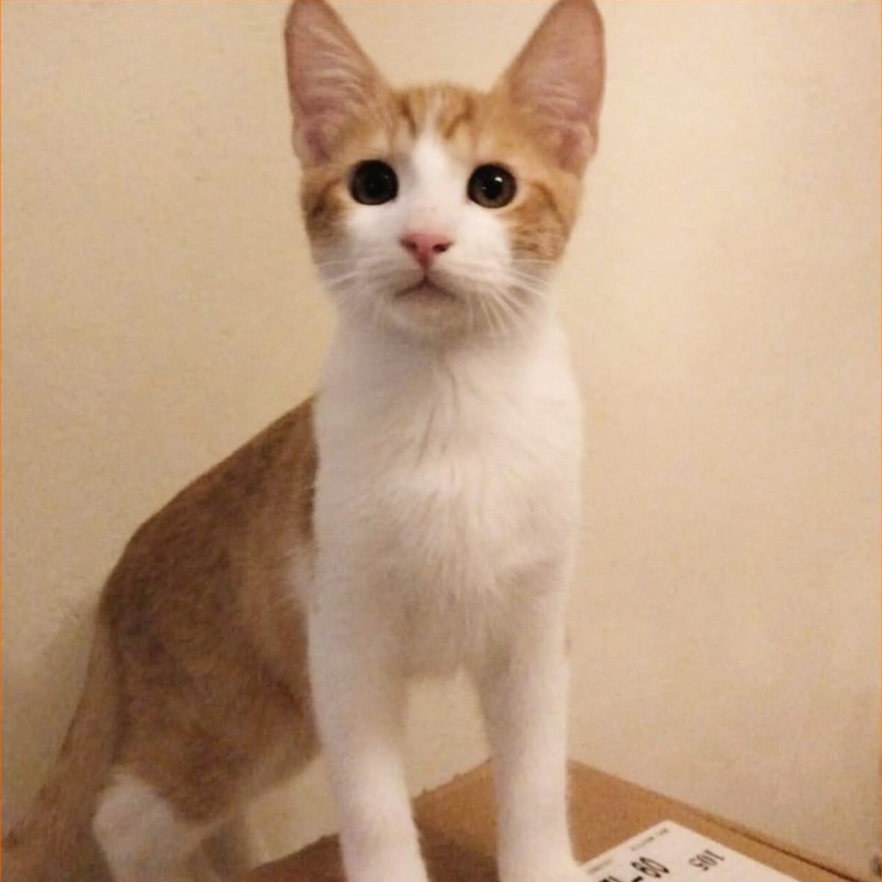 gatti adottati Le Sfigatte