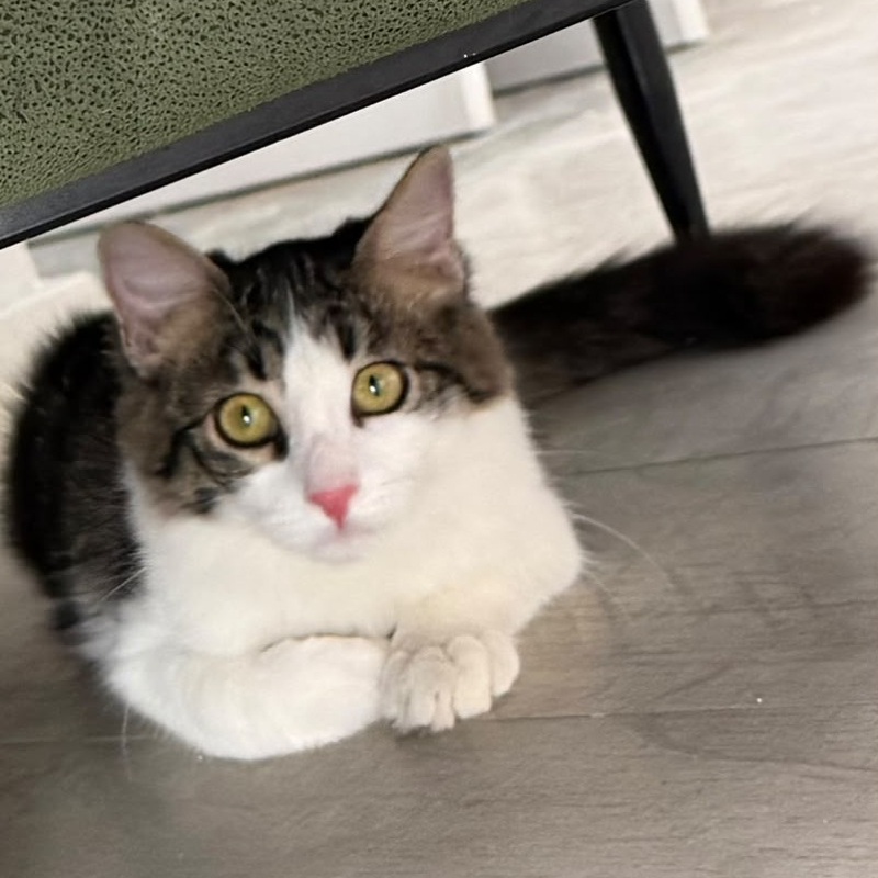 Fluffy, una nuova casa, un nuovo inizio | Associazione Le Sfigatte