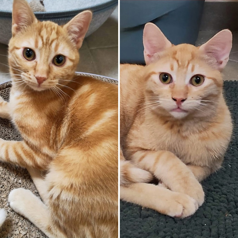 Focu Miao e Occhiolino, in cerca di adozione | Associazione Le Sfigatte