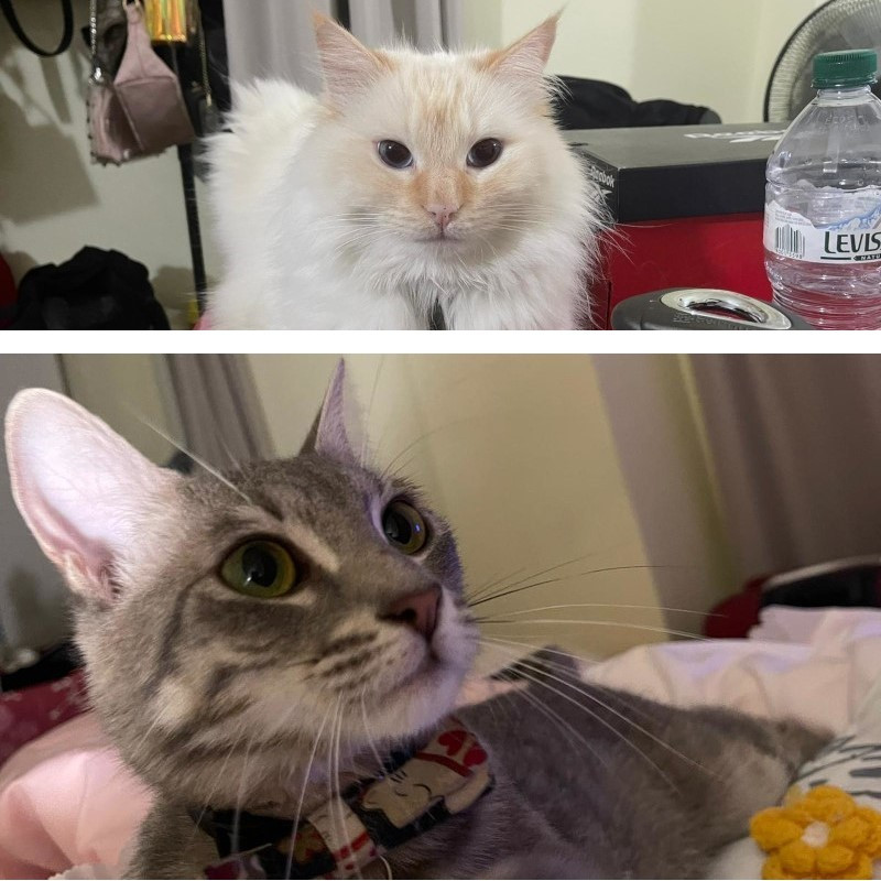 gatti adottati Le Sfigatte