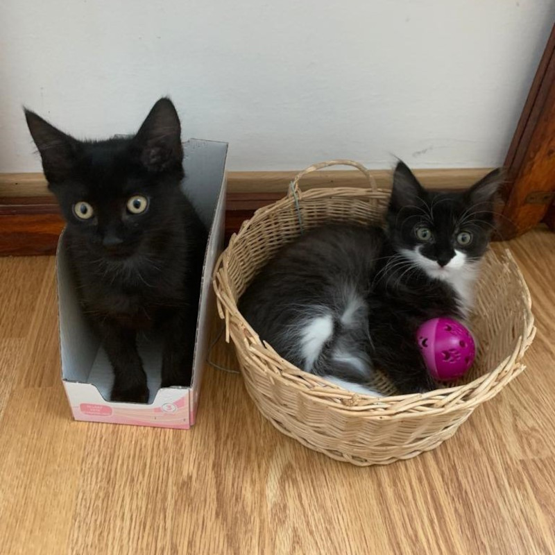 gatti adottati Le Sfigatte