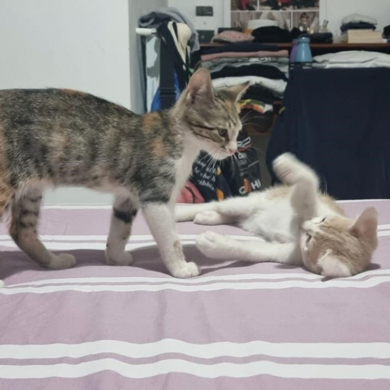 gatti adottati Le Sfigatte