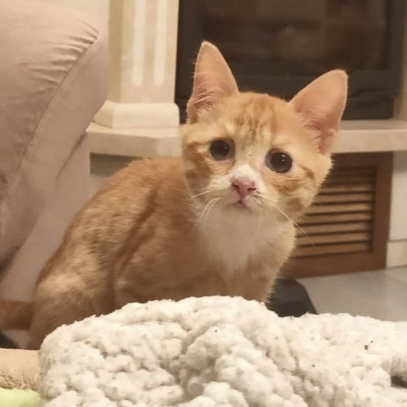gatti da adottare Le Sfigatte