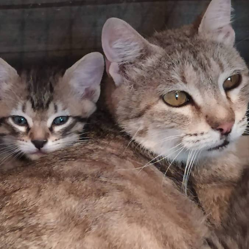 gatti adottati Le Sfigatte