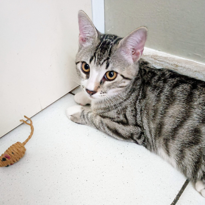 Frankie, in cerca di adozione | Associazione Le Sfigatte