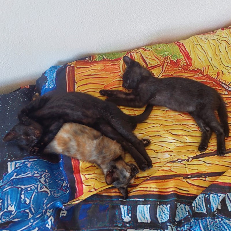 gatti adottati Le Sfigatte