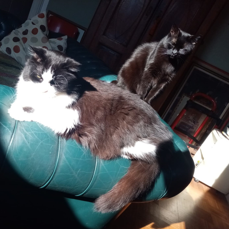 gatti adottati Le Sfigatte
