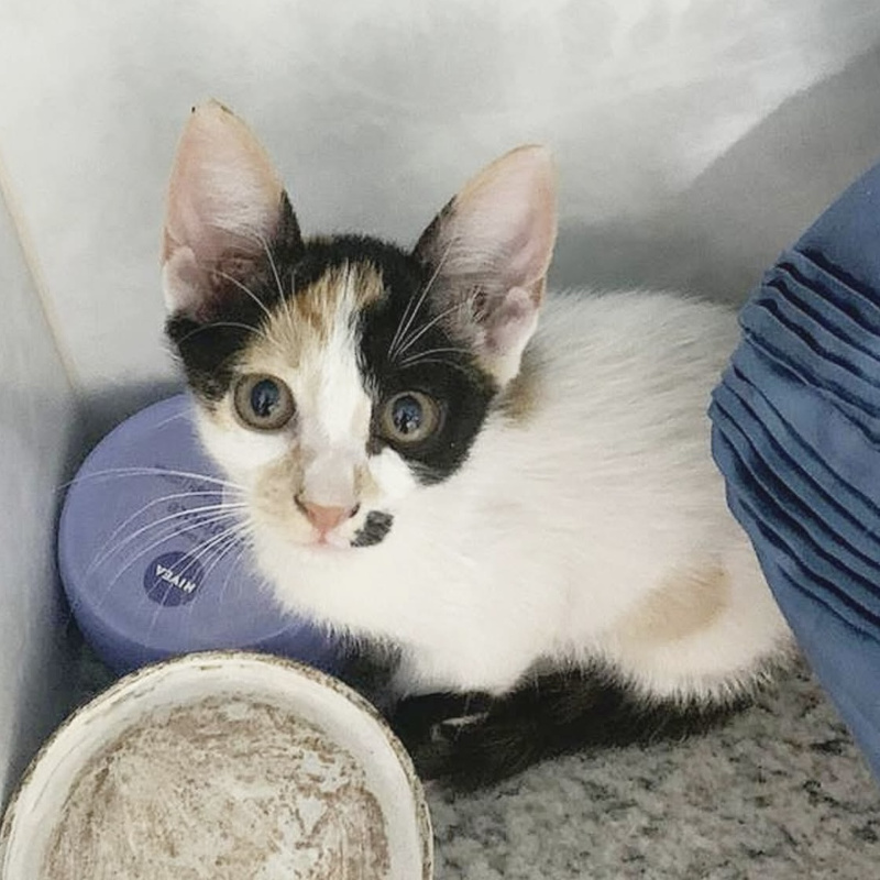 gatti adottati Le Sfigatte