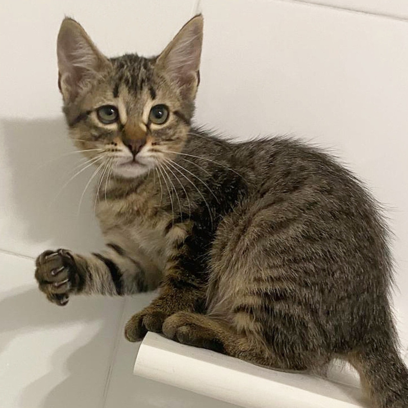 gatti da adottare di Le Sfigatte