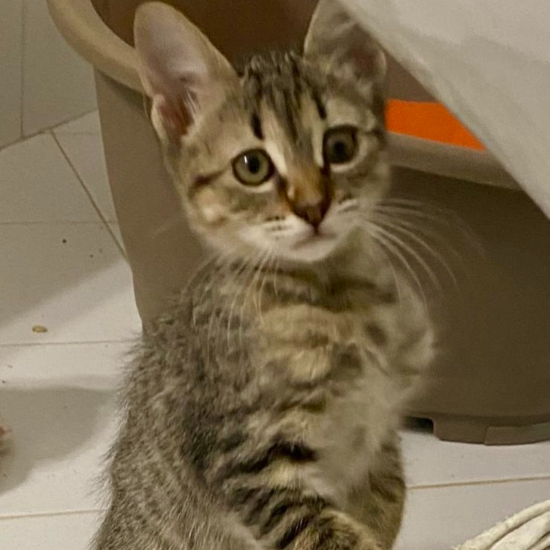 gatti da adottare di Le Sfigatte