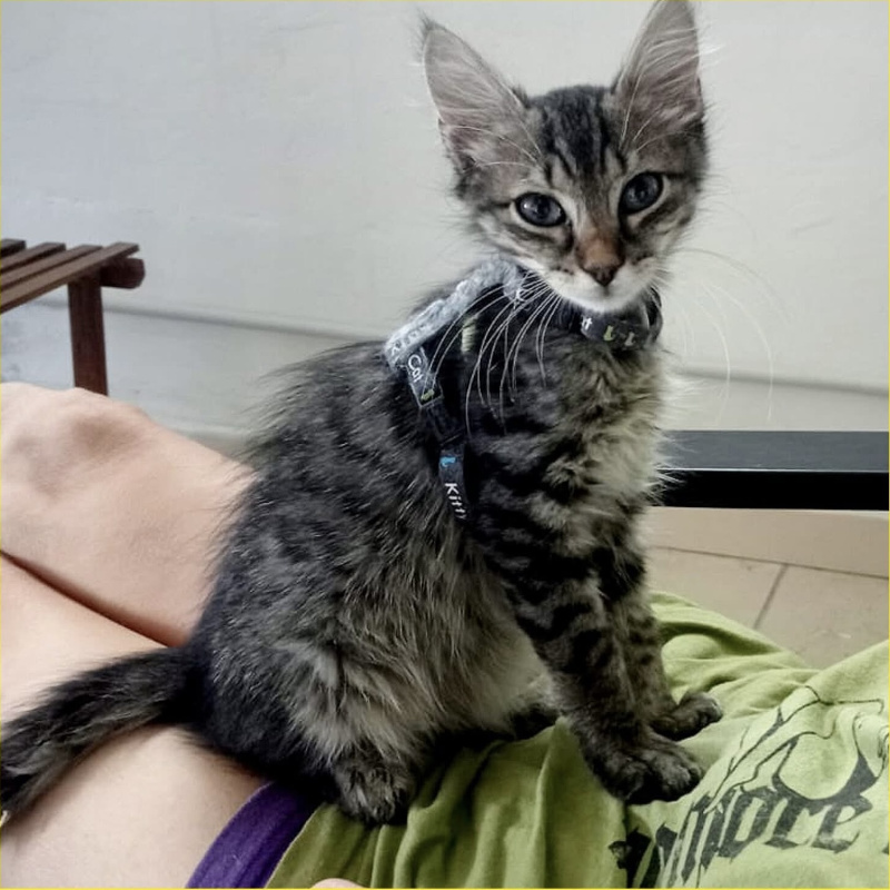gatti da adottare Le Sfigatte