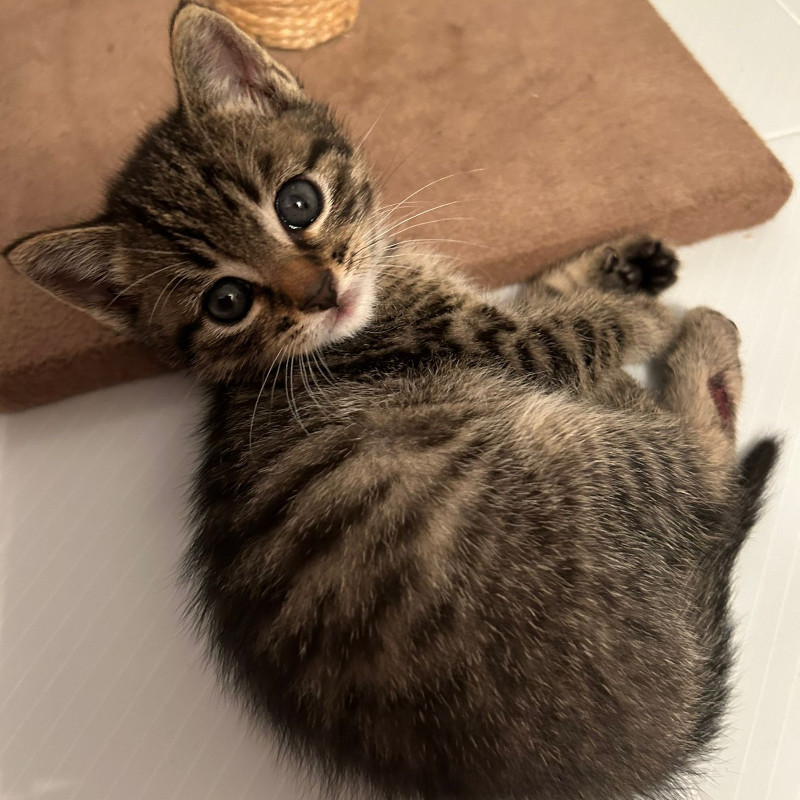 gatti adottati Le Sfigatte