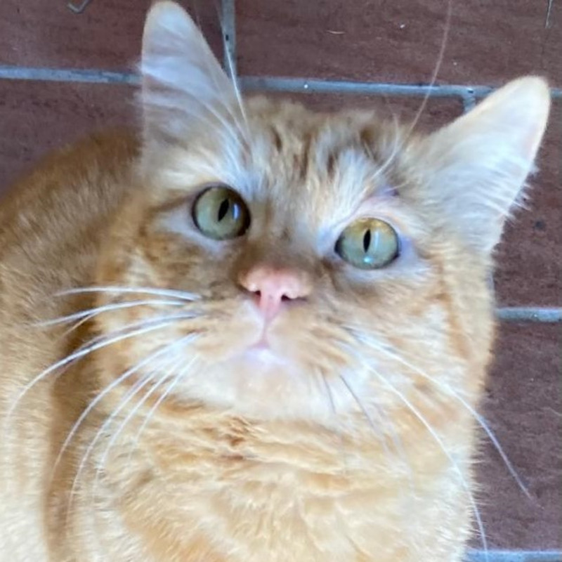 gatti adottati Le Sfigatte