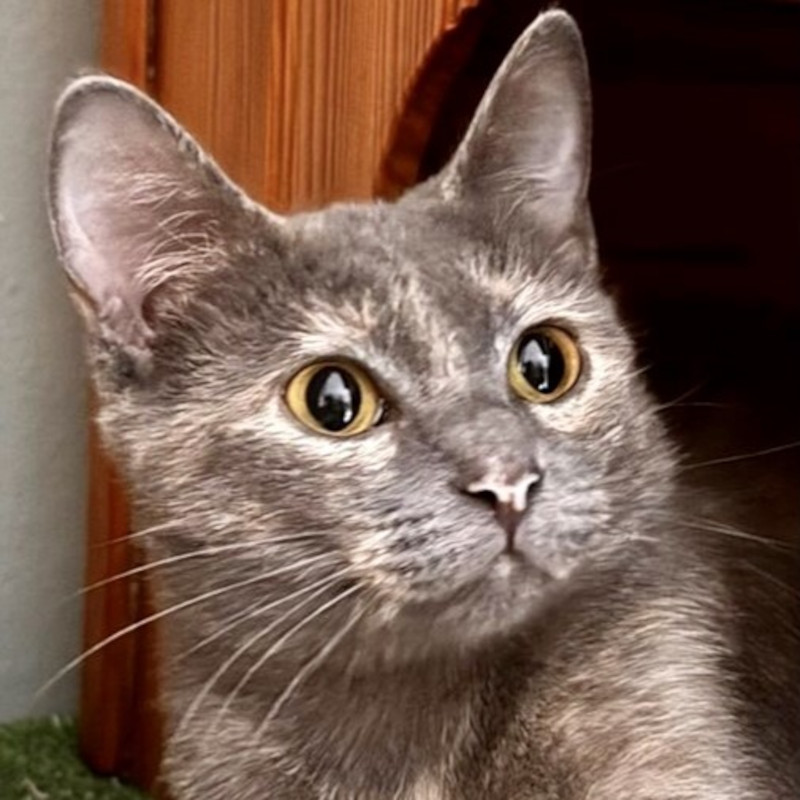 gatti adottati Le Sfigatte