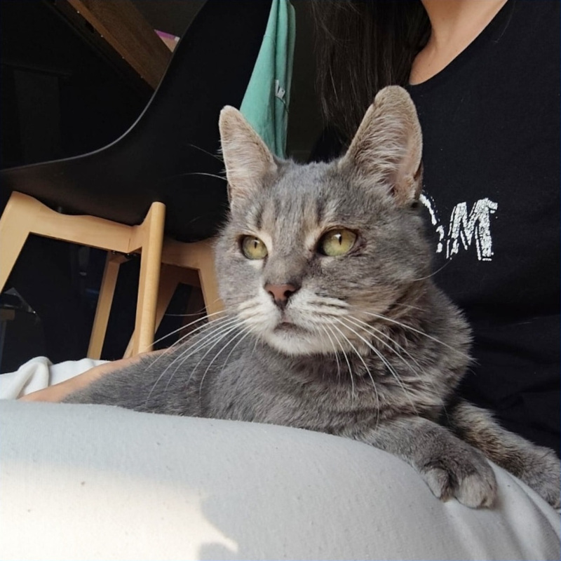 Gandalf, in cerca di adozione tramite Associazione Le Sfigatte