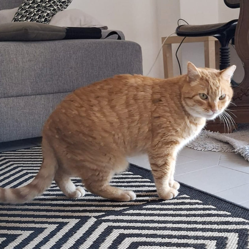 gatti adottati Le Sfigatte