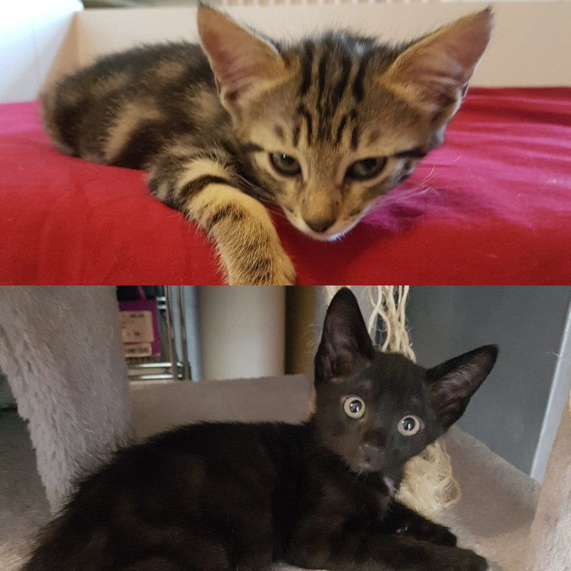 gatti adottati Le Sfigatte