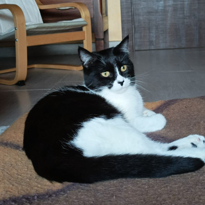 gatti adottati Le Sfigatte