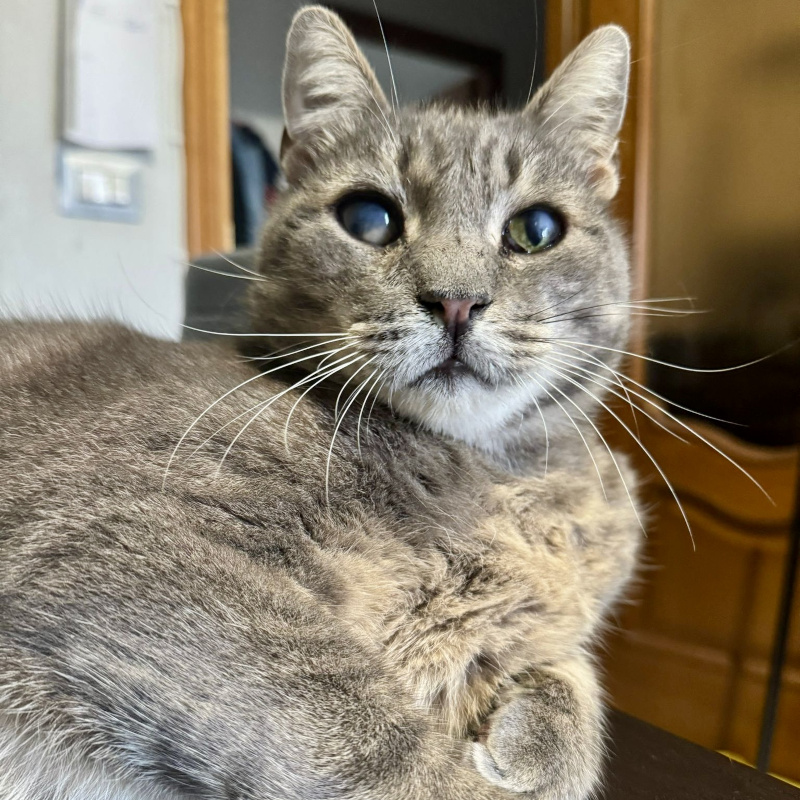 gatti adottati Le Sfigatte