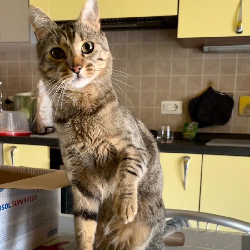 gatti adottati Le Sfigatte