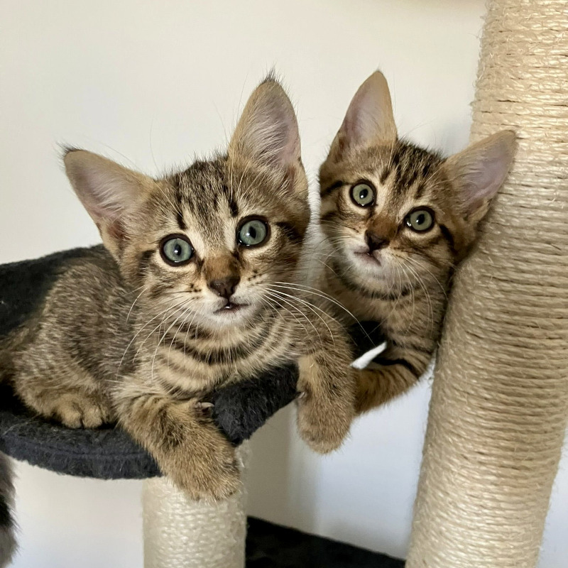 gatti adottati Le Sfigatte