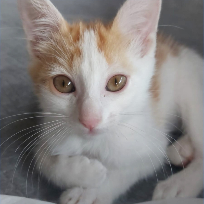 gatti adottati Le Sfigatte