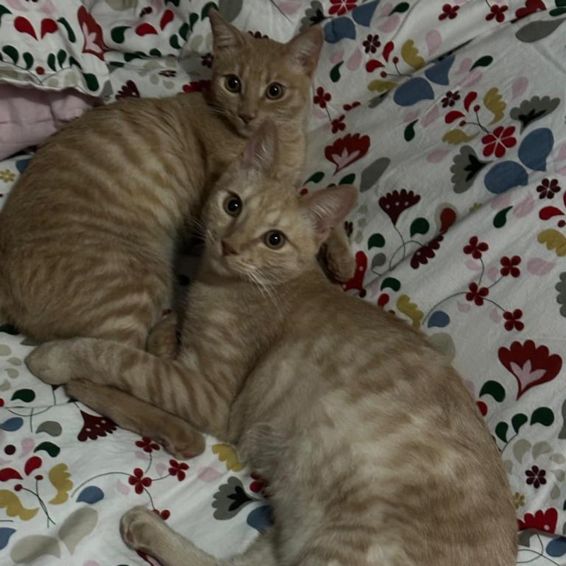 gatti adottati Le Sfigatte