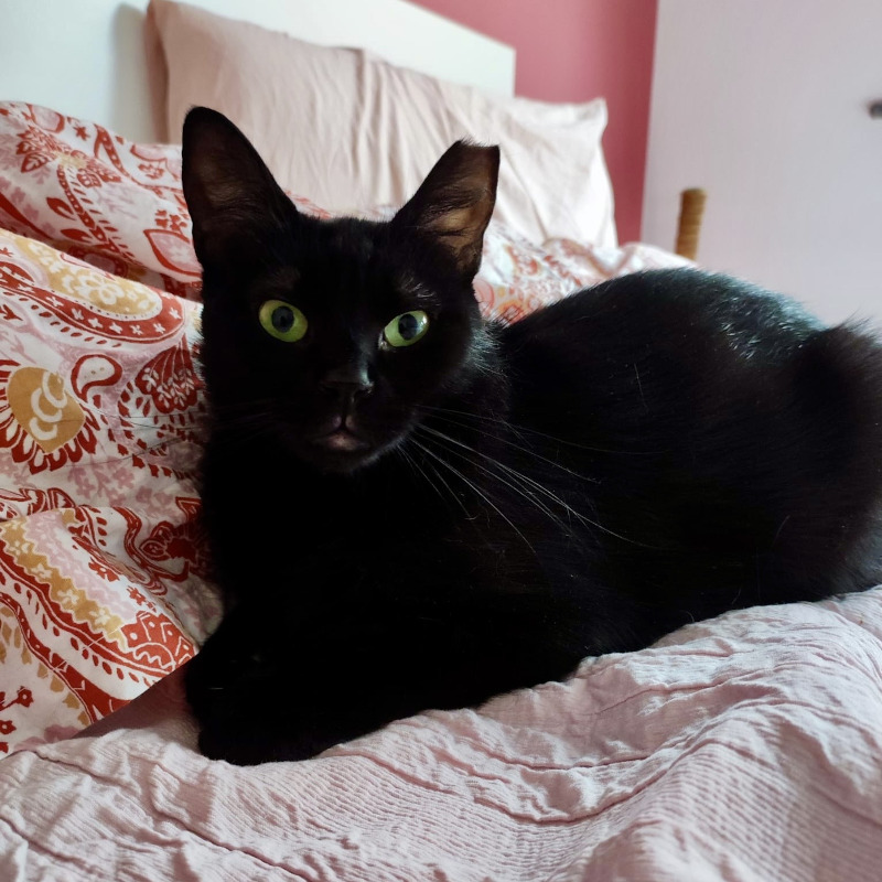 gatti adottati Le Sfigatte